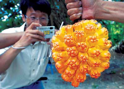 深圳首现野生露兜树群落 隐身大鹏半岛