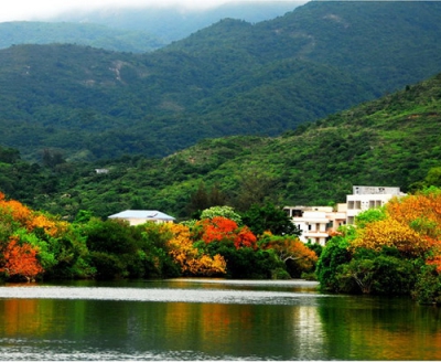 东涌红树林