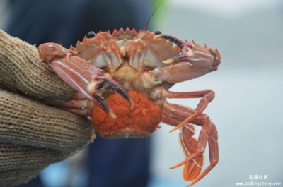 出海捕海鲜