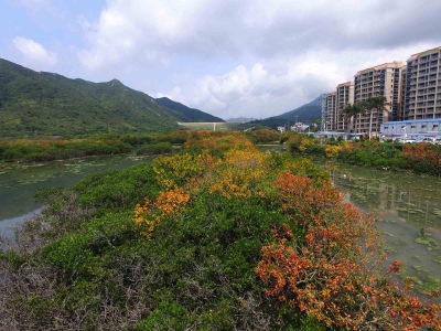 东涌红树林